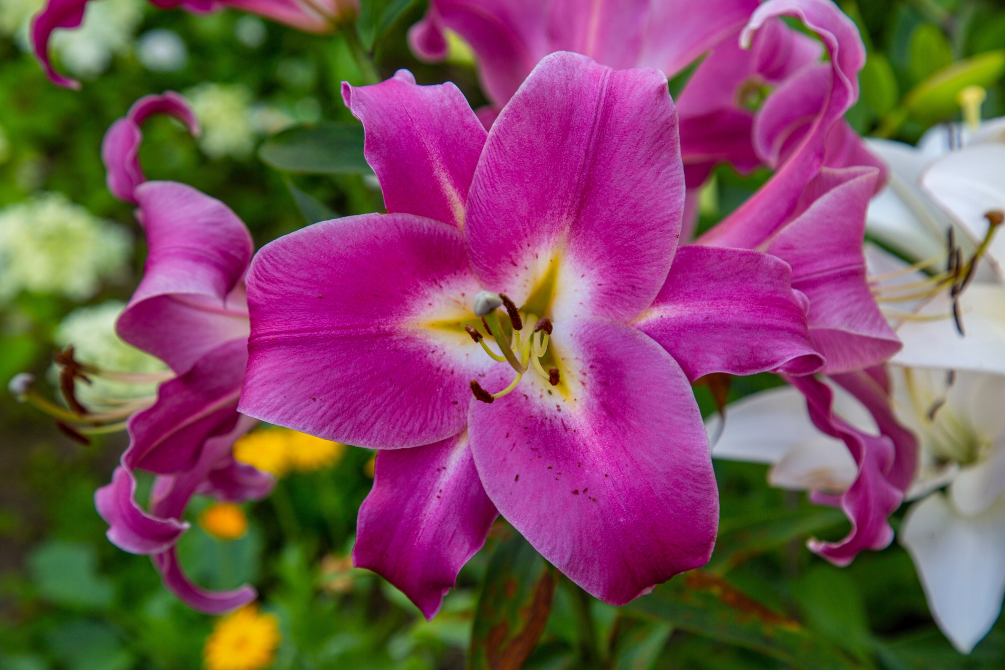 Purple lily flowers ('Purple Lady') with beautiful petals on a background of green leaves. 